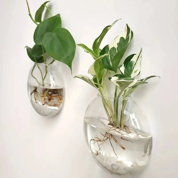 Two wall-mounted glass vases with plants on a white background