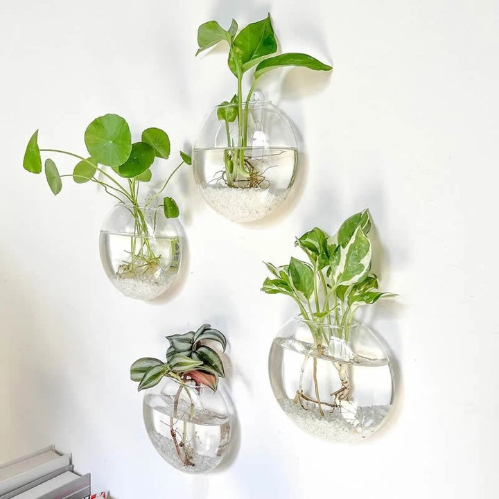 Set of four transparent wall planters with green plants against a white background