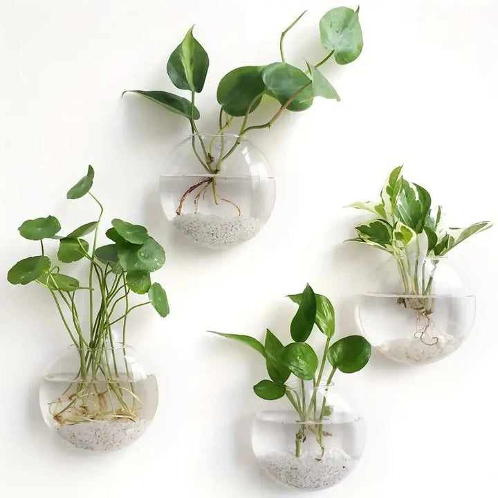 Set of wall-mounted glass planters with green plants on a white background