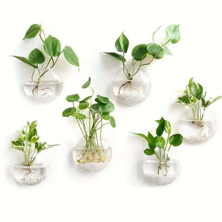 Set of six clear wall-mounted planters with green plants on a white background